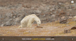¿Viste el vídeo del oso polar famélico? Pues ahora lee esto