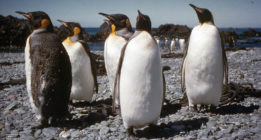 Noticias climáticas: Impactos sobre la agricultura (y los pingüinos)