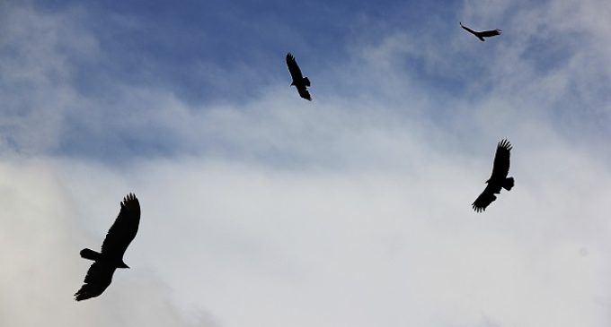 Varios movimientos sociales lanzan la Plataforma Contra los Fondos Buitre