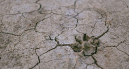Cambio climático y las nuevas amenazas a los derechos humanos: responsabilidades comunes