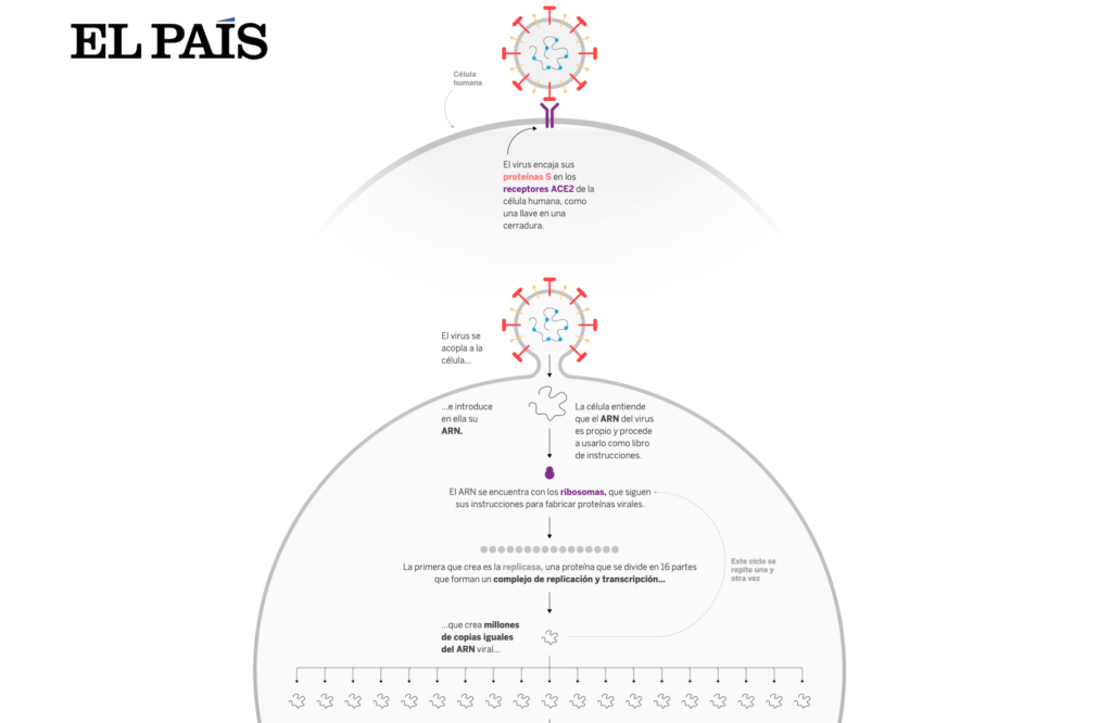 Así infecta el coronavirus. El País. 