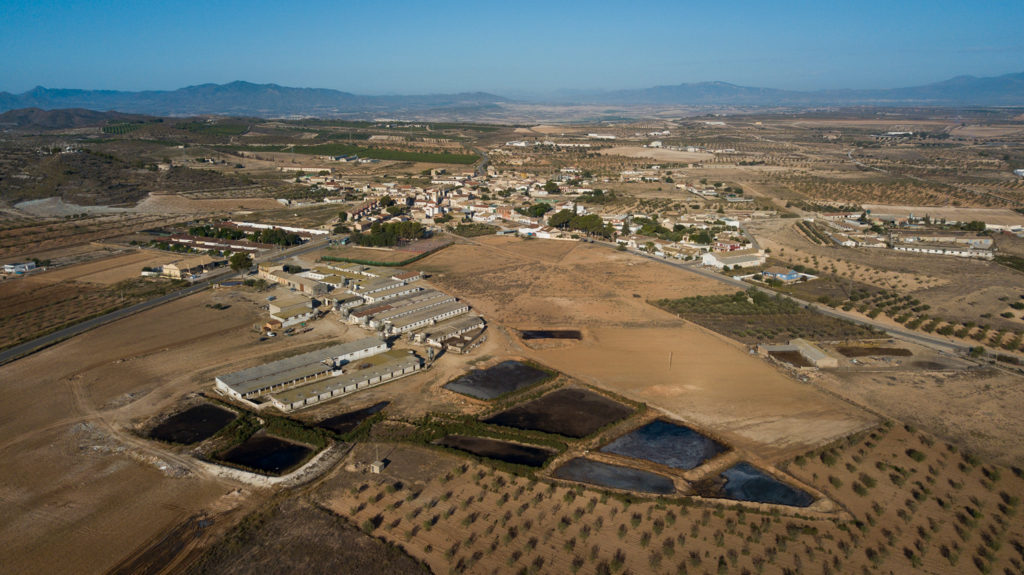 porcino mar menor