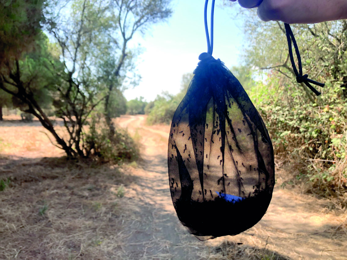 Los mosquitos recién capturados en una trampa.