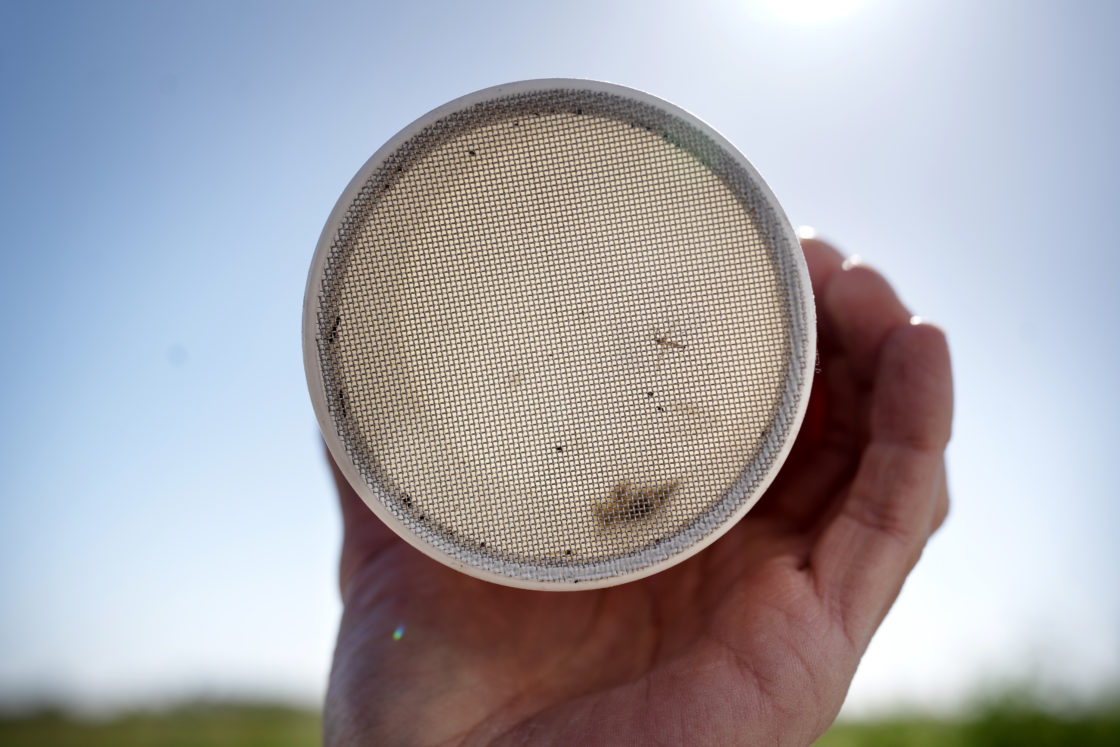 Álvaro revisa el bote de mosquitos tras una aspiración en la ruta de la Dehesa de Abajo. Jordi inspecciona una alcantarilla en La Puebla del Río (Sevilla).
